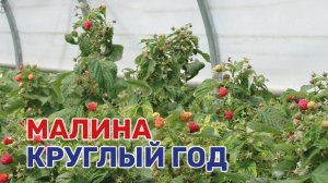 Кубанские фермеры научились выращивать малину в теплице