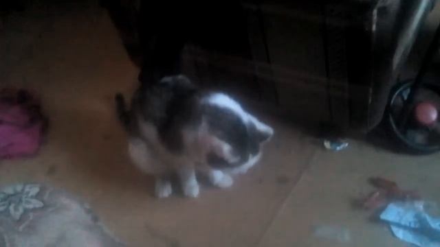 Кошка блюет смотреть онлайн