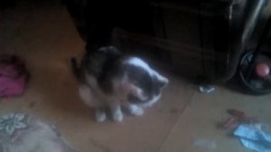 Кошка блюет