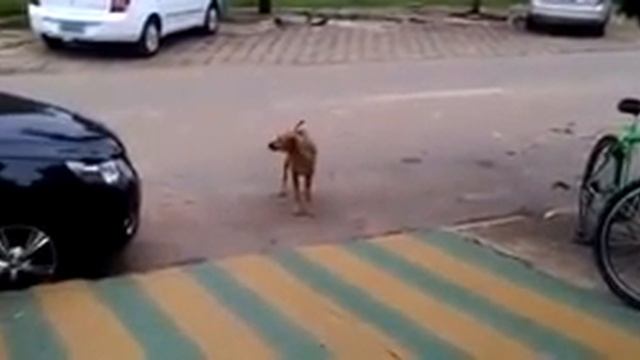 😂😂😂😂собака танцует смотреть онлайн