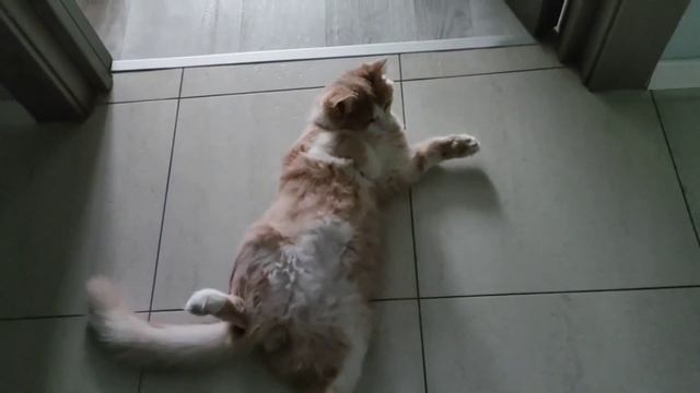 мой кот в любой непонятной ситуации #смешныекоты #котики #прикол #приколы смотреть онлайн