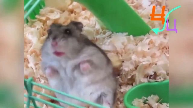 Самые смешные хомяки. Пылесосят, жрут и кусаются смотреть онлайн