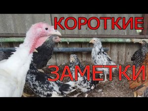Вакцинация от Марека, индюки, цыплята | Короткие заметки