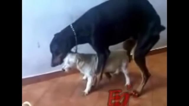 Best Fails §14☼ Лучшие Приколы §14☼ Epic Fail Forever® смотреть онлайн
