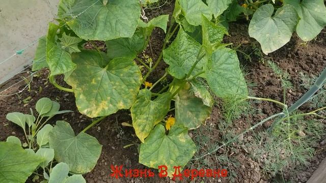 Пероноспороз Огурцов /Жизнь В Деревне. смотреть онлайн