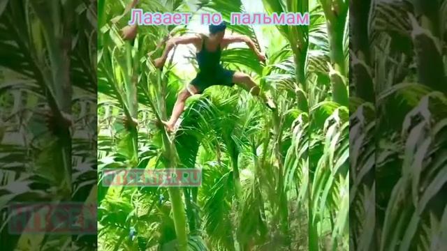ПАЛЬМЫ МУЖИК КОКОСЫ смотреть онлайн