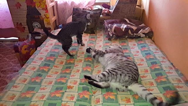 Бонапарт принял Лизу как родную. Игры друзей. Шотландский вислоухий кот. смотреть онлайн