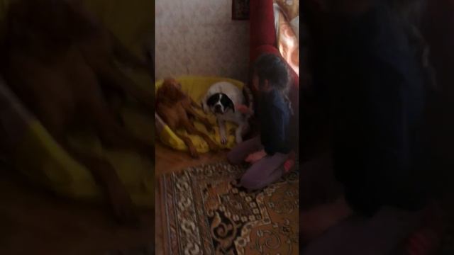 Самое смешное видео про собак пионер лагерь дурдом ромашка смотреть онлайн
