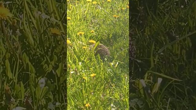 Отпустил заблудившегося ёжика на волю #сергуня40rus #природа #животные #ежик смотреть онлайн