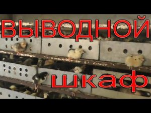Выводной шкаф | Самодельный выводной инкубатор