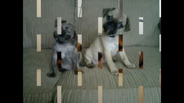 Funny puppies - Смешные щенки смотреть онлайн