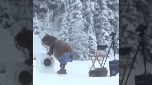 Жизнь русского медведя!!!! смотреть онлайн