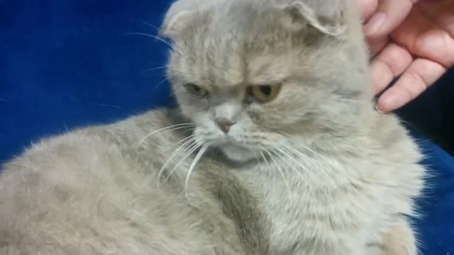 Скажи мяу смотреть онлайн
