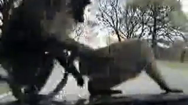 Обезьяны! смотреть онлайн