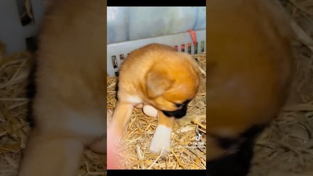 Самые милые. Прикольные котята. Нарезка приколов. смотреть онлайн