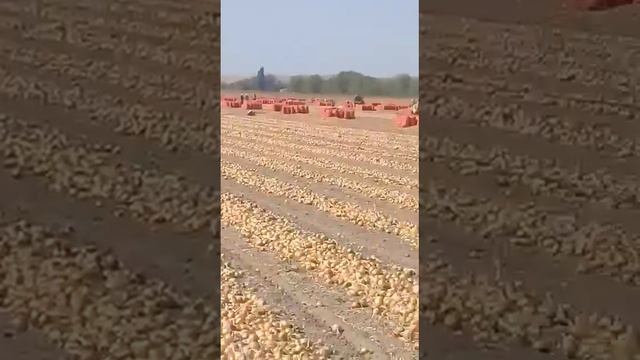 вот так узбеки работает