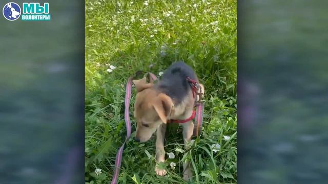🙏🐶 Чудо-Малышке Мэй (4мес) сделали операцию, вынули спицу, СЕЙЧАС СРОЧНО ИЩЕМ СЕМЬЮ, Репост, ДРУЗЬЯ