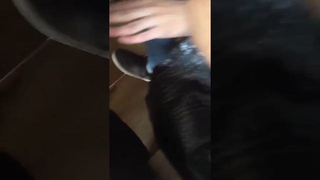 Сев покажи жирную телку смотреть онлайн