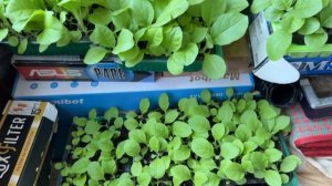 Рассада Табака