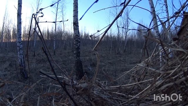 #Охота на тетерева в Черепановском районе Новосибирской области#охота смотреть онлайн