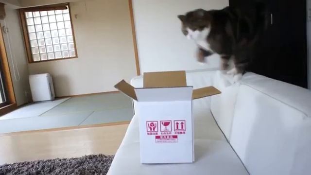 Коты — это жидкость 720p смотреть онлайн
