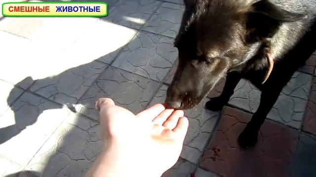 Собака любит вкусно пожрать, пёс гурман! The dog likes to eat deliciously, the dog is a gourmet! смотреть онлайн