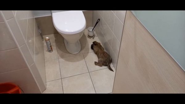 Керн терьер лает