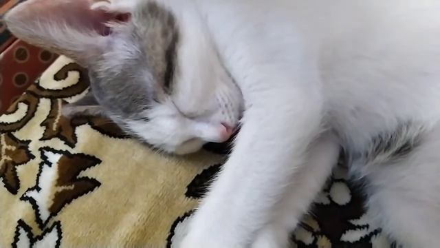 Это прикол! Кошка не хочет просыпаться смотреть онлайн