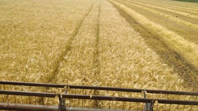 Уборка ячменя первый день 22.06.2018 смотреть онлайн