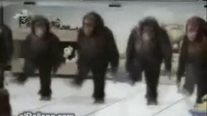 Обезьяны танцуют лезгинку