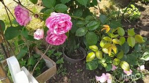 Роза Сурир де Перигë(Sourire de Perigueux). Первый год