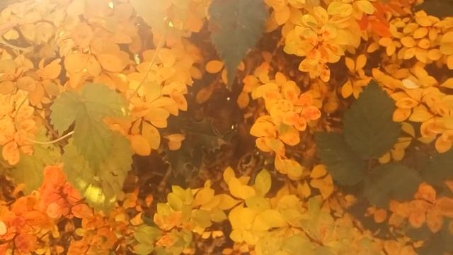 ФУТАЖ. Потрясающе красивые осенние кусты смотреть онлайн