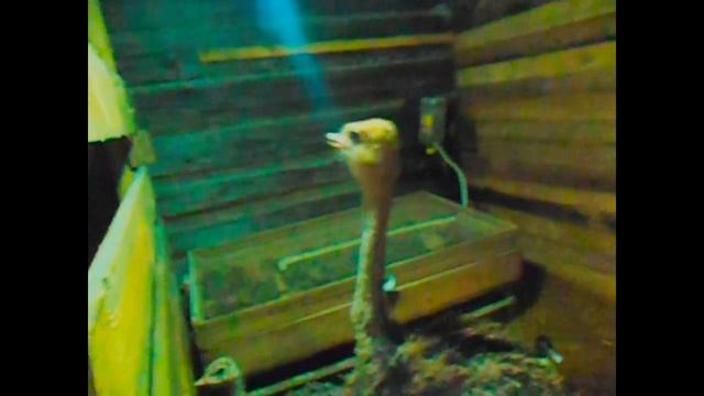 ЖЕСТЬ!!! Страус убийца!!! Jurassic Park!!! ПРИКОЛ!!! смотреть онлайн