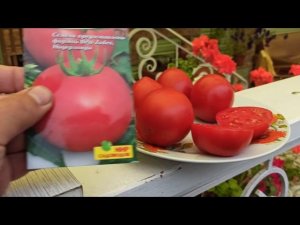 Помидоры сорт ПОЛБИГ. Рекомендую для теплицы.