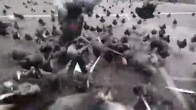 Голубиная атака!!! смотреть онлайн