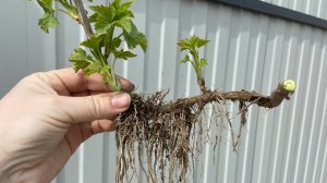 Размножение смородины методом отводков.