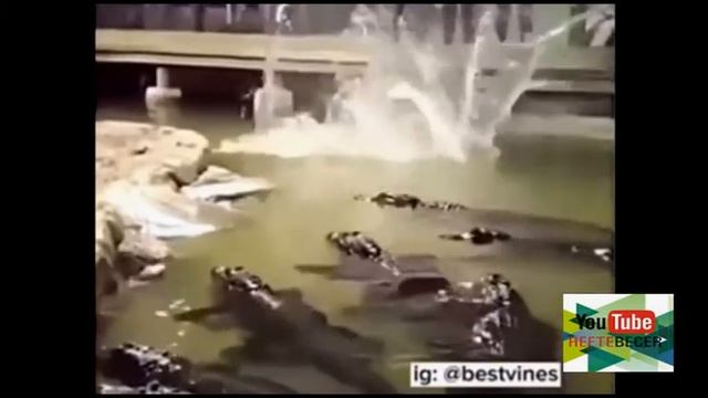 Новые очень смешные видео приколы 2017 года/ New very Funny Funny Videos of 2017 смотреть онлайн