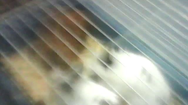 Выставка животных часть 1 смотреть онлайн