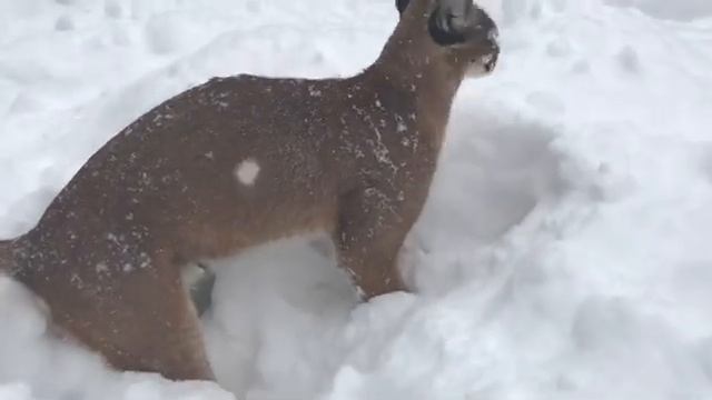 Каракал охотится в снегу. Смешное видео. смотреть онлайн