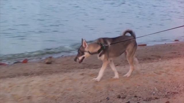 Маленький хаски по имени ЛОКИ. Мое детство часть 2. Little Husky Loki. My childhood Part 2. смотреть онлайн