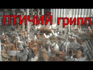 Птичий ГРИПП.  Что мы делаем каждый раз?