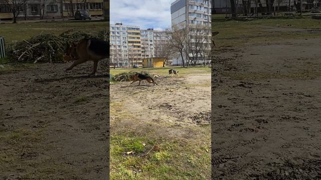 Немецкие овчарки, утренняя прогулка