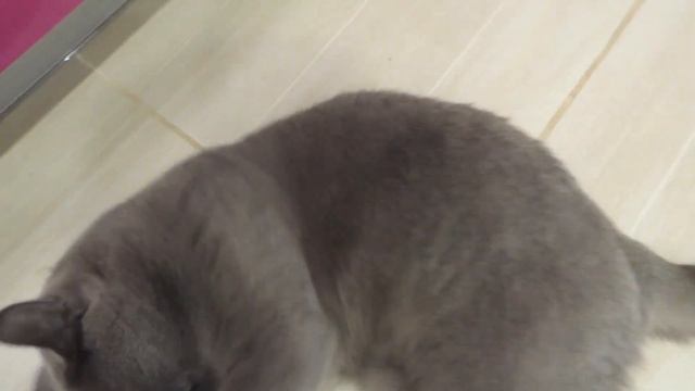 играю биг бейби тейпа на кошке смотреть онлайн