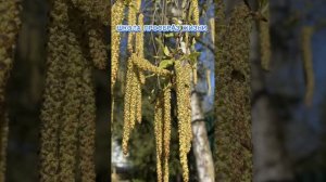 СОБЕРИТЕ СРОЧНО! БЕСПЛАТНЫЙ СПАСАТЕЛЬНЫЙ КРУГ -БЕРЕЗОВЫЕ СЕРЕЖКИ