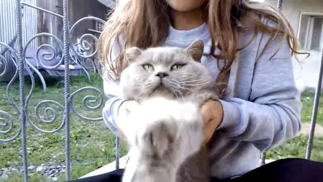 Смешной кот танцует хахаха смотреть онлайн