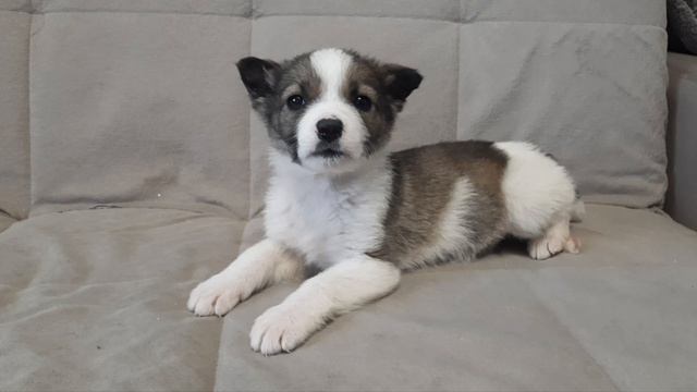 💜💚💕МИЛЫЙ МАЛЕНЬКИЙ ЩЕНОК 🐕 🐕🦺