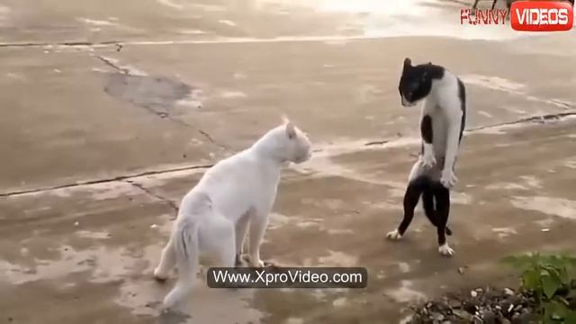 #Прикольное видео!!! Кот из Шао-Линя!!! Боец на все 100%# смотреть онлайн