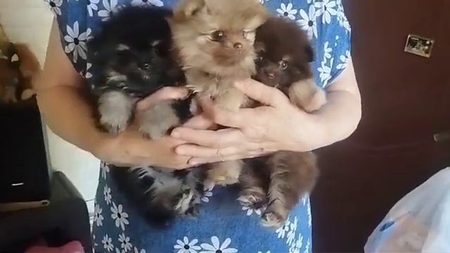 Шпицы померанцы мальчики и девочки. Ватсапп 8 982 3 245 245 смотреть онлайн