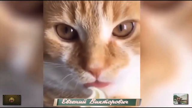 Приколы с животными 17 мая 2023 года смотреть онлайн
