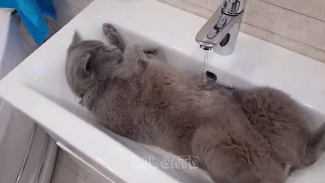 LOL CATS! • СМЕШНЫЕ КОТИКИ • Угарные приколы с котами! смотреть онлайн